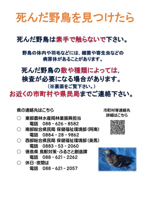 鳥死亡|野鳥が死んでいた場合の注意点